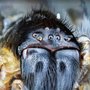 Coby's Tentless Termite & Pest Control