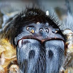 Coby's Tentless Termite & Pest Control - Extremely ugly spider things a nightmares are made of