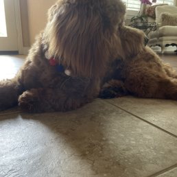 Jax, post-brush and bath Jax, post-brush and bath