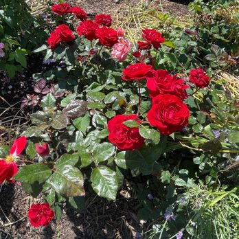 Casa Loma - Museums Near Me - Toronto, Ontario