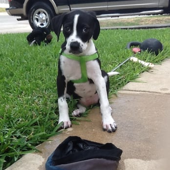 Sit Means Sit - Andi at 10 weeks - Pet Training Near Me - San Antonio, Texas Sit Means Sit - Andi at 10 weeks - Pet Training Near Me - San Antonio, Texas