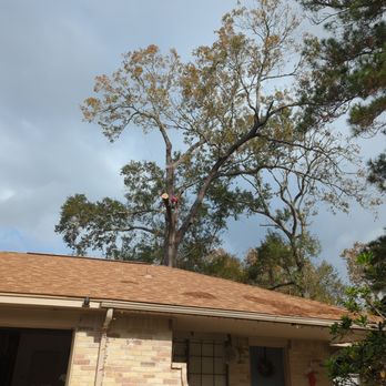 Lopez Tree Service - Juan Lopez - Tree Services Near Me