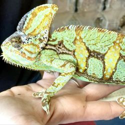 Dee's Pets