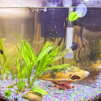 Aqua Lab Aquaria - Alex's tank before Aqua Lab - Aquarium Services Near Me - San Jose, California Aqua Lab Aquaria - Alex's tank before Aqua Lab - Aquarium Services Near Me - San Jose, California