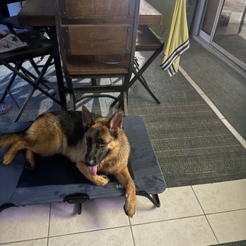 VIPet Services - Peaches on place after coming home from training - Pet Training Near Me - Port Charlotte, Florida
