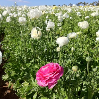 The Flower Fields - Venues & Event Spaces Near Me - Carlsbad, California