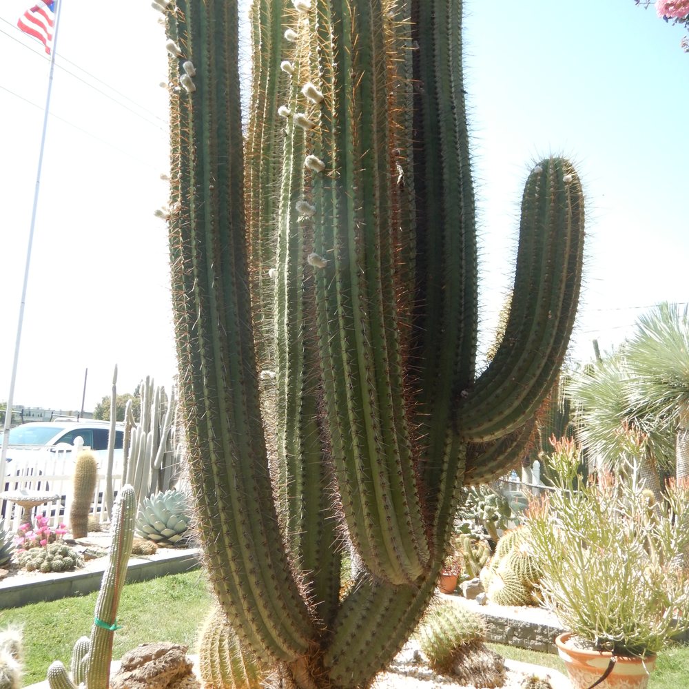 Poot's Cactus Nursery - Nurseries & Gardening Near Me - Ripon, California Poot's Cactus Nursery - Nurseries & Gardening Near Me - Ripon, California