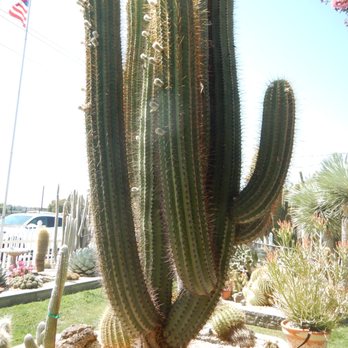 Poot's Cactus Nursery - Nurseries & Gardening Near Me - Ripon, California