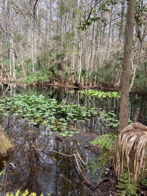 Highlands Hammock State Park by null