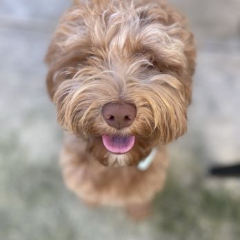 Doggie Details - BEFORE: Tilly's beautiful fluffy face before her grooming. - Pet Groomers Near Me - Torrance, California Doggie Details - BEFORE: Tilly's beautiful fluffy face before her grooming. - Pet Groomers Near Me - Torrance, California