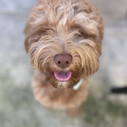 Doggie Details - BEFORE: Tilly's beautiful fluffy face before her grooming.