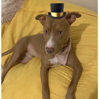Dog Code Training - Pet Training Near Me