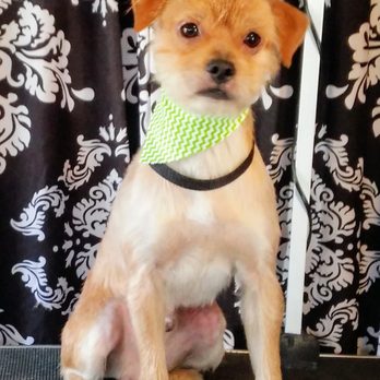 Bellissima Dog Boutique - Pet Groomers Near Me - Olathe, Kansas Bellissima Dog Boutique - Pet Groomers Near Me - Olathe, Kansas