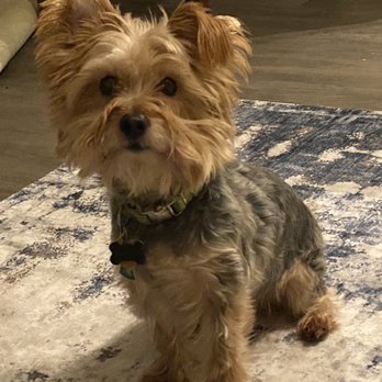 Oliver Animal Hospital - Veterinarians Near Me - Austin, Texas Oliver Animal Hospital - Veterinarians Near Me - Austin, Texas