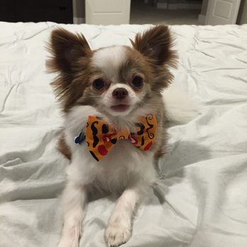 Plush Paws Pet Salon - Pet Groomers Near Me - Orlando, Florida Plush Paws Pet Salon - Pet Groomers Near Me - Orlando, Florida