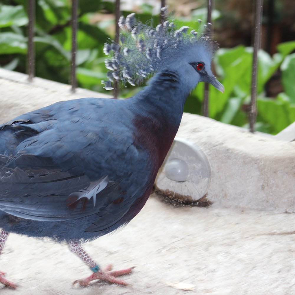 Bird Kingdom - Zoos Near Me - Niagara Falls, Ontario