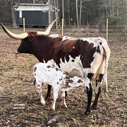 Lane Country Acres - Elvira and Jolene