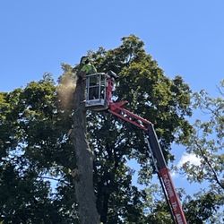 Artisan Arborist Tree Care