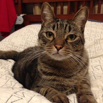 The Animal Keeper - Pet Sitting Near Me - Poway, California