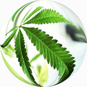 Marijuana Delivery Service - Delivered Across California - Cannabis Dispensaries Near Me - Los Angeles, California Marijuana Delivery Service - Delivered Across California - Cannabis Dispensaries Near Me - Los Angeles, California