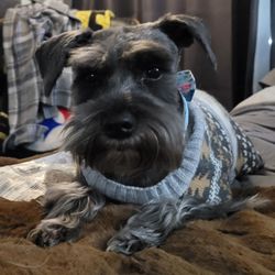 Doggie District - Silverado - Leia, mini schnauzer.