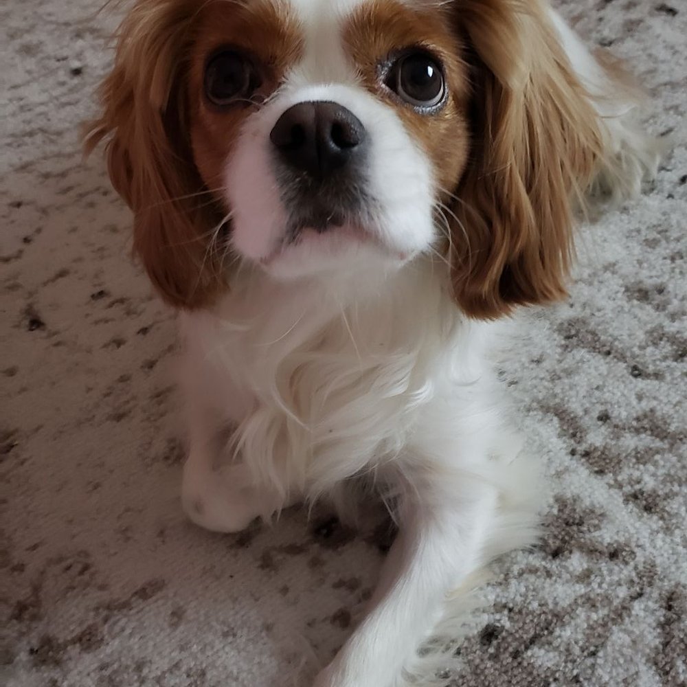 Cavalier Companions - Pet Breeders Near Me