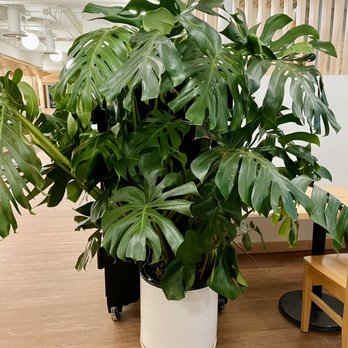 That Feeling Co - Big beautiful monstera right by the entrance. Hoping to grow mine as big as this one day! - Nurseries & Gardening Near Me - Anchorage, Alaska
