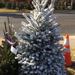 Willie Simpson's Christmas Tree Lot