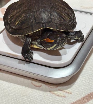 Garden Ridge Animal Hospital