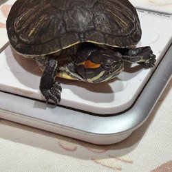 Garden Ridge Animal Hospital - My Red Eared Slider (turtle) at her checkup a year or so ago 3