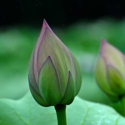 Bodhi Tree Bodywork - Transformation