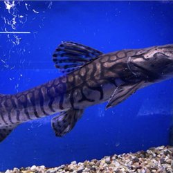 Crystal Reef Aquariums