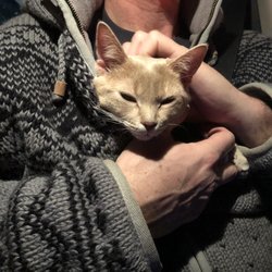 99 dalmatians staten island