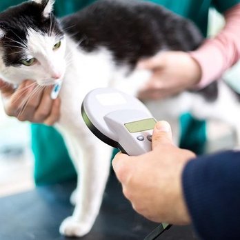 Beachside Animal Hospital - Veterinarians Near Me - Satellite Beach, Florida Beachside Animal Hospital - Veterinarians Near Me - Satellite Beach, Florida