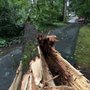 Photo of A1 Tree & Landscaping
