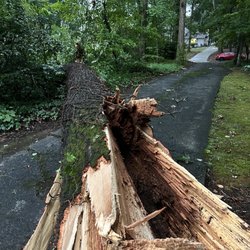A1 Tree & Landscaping