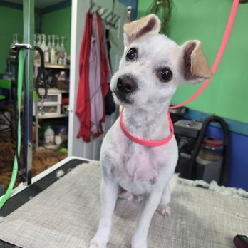 Canine Paw Spa - Isn't she just the cutest thing? Sadie Mae the curious little puppy - Pet Groomers Near Me - Kingman, Arizona Canine Paw Spa - Isn't she just the cutest thing? Sadie Mae the curious little puppy - Pet Groomers Near Me - Kingman, Arizona