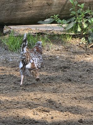 Alpenzoo Innsbruck - Tirol by null