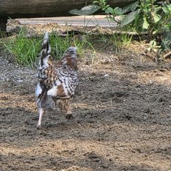 Alpenzoo Innsbruck Tirol