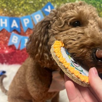 Dogtopia of Arcadia - Birthday cake goods! - Pet Boarding Near Me - Phoenix, Arizona Dogtopia of Arcadia - Birthday cake goods! - Pet Boarding Near Me - Phoenix, Arizona