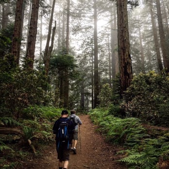 Dipsea - The marine layer added a magical feel to the forest. - Hiking Near Me