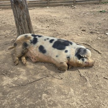 Frontier Culture Museum - Another resident taking a mid-afternoon snooze - Museums Near Me - Staunton, Virginia Frontier Culture Museum - Another resident taking a mid-afternoon snooze - Museums Near Me - Staunton, Virginia
