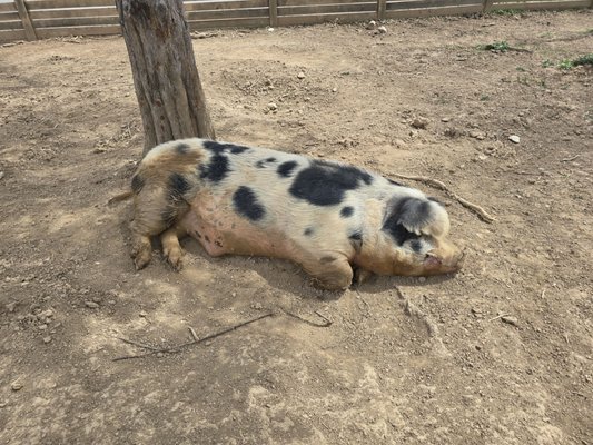 Frontier Culture Museum by null