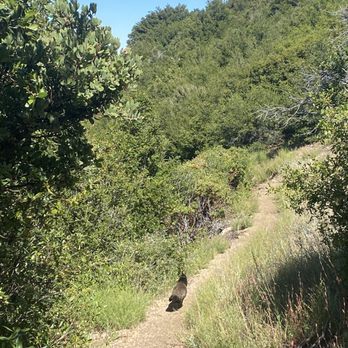 Pine Valley - Wild peacock on the trail - Hiking Near Me Pine Valley - Wild peacock on the trail - Hiking Near Me