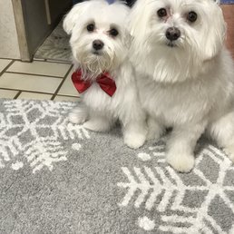 Christmas cuteness! Christmas cuteness!