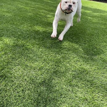 Home Styled Pet Care - Pet Sitting Near Me