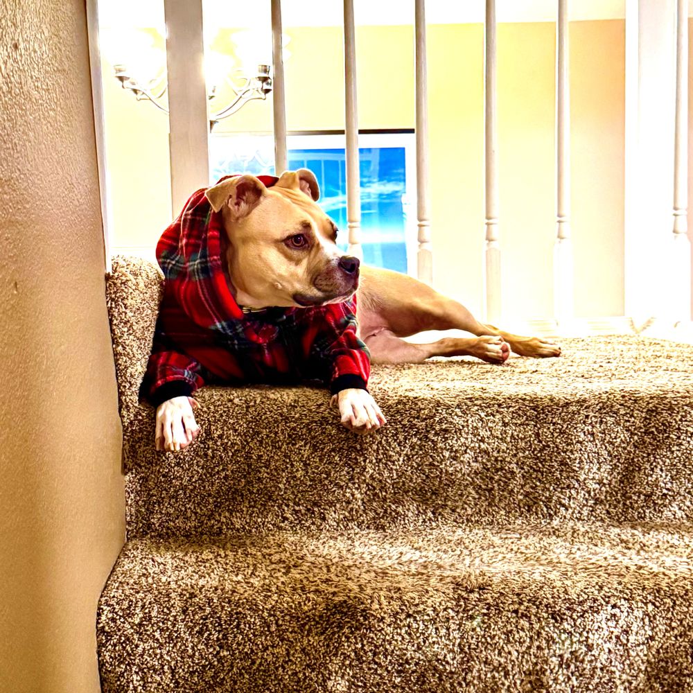 パグ Halvergate. Please keep an eye out for my neighbours dog Gemma