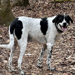 Atlanta Pet Resort - Marietta - Our dog before