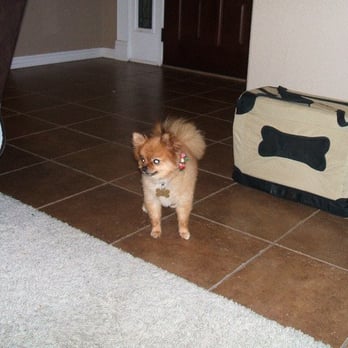 Grooming by Pam - Pet Groomers Near Me - O Fallon, Illinois Grooming by Pam - Pet Groomers Near Me - O Fallon, Illinois