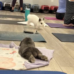 Bunny Yoga